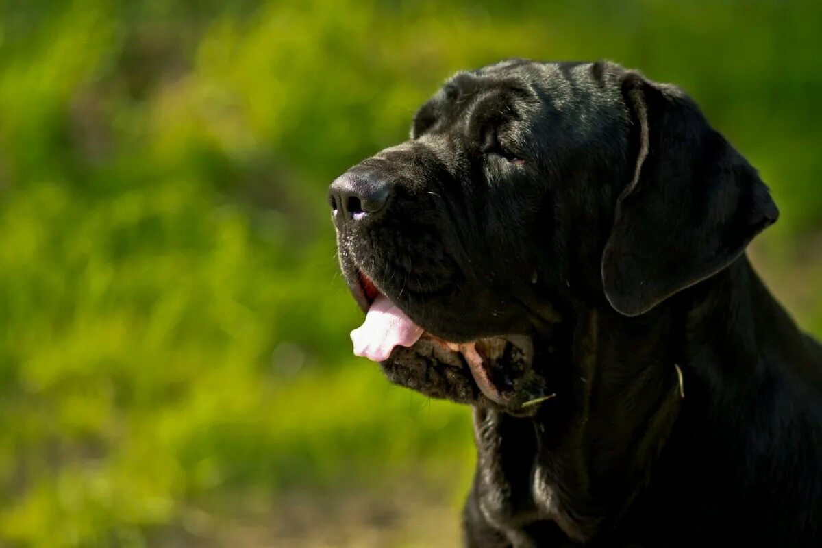 Имена черных щенков. Красивые собаки крупных пород. Большая черная собака. Большие черные собаки. Чёрная собака большая кличка.