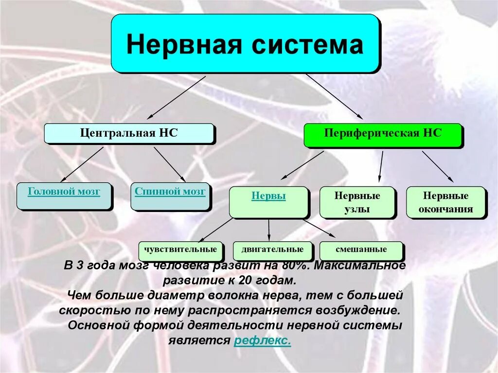Нервная система типа представлена