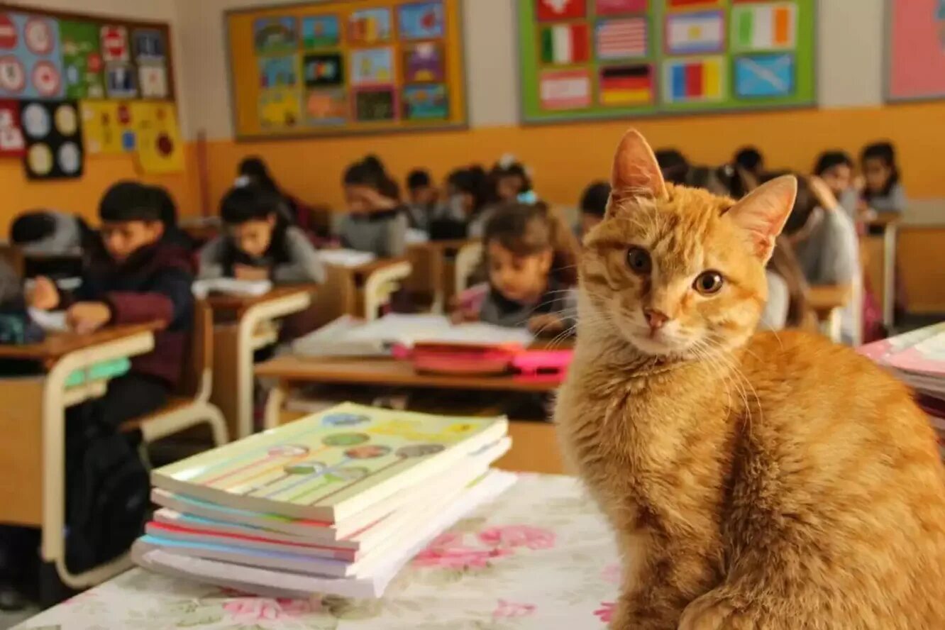 Кот учитель. Котята в школе. кошка в школе. кот ученик.