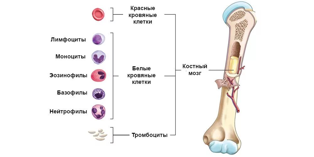 Что будет если есть костный мозг. Красный костный мозг функция кроветворения. Строение кости желтый костный мозг. Красный костный мозг иммунная система строение. Красный костный мозг строение и функции.