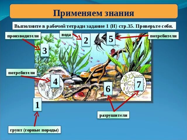 Аквариум потребители Разрушители производители. Производители потребители Разрушители. Потребители в аквариуме. Экосистема производители потребители Разрушители.