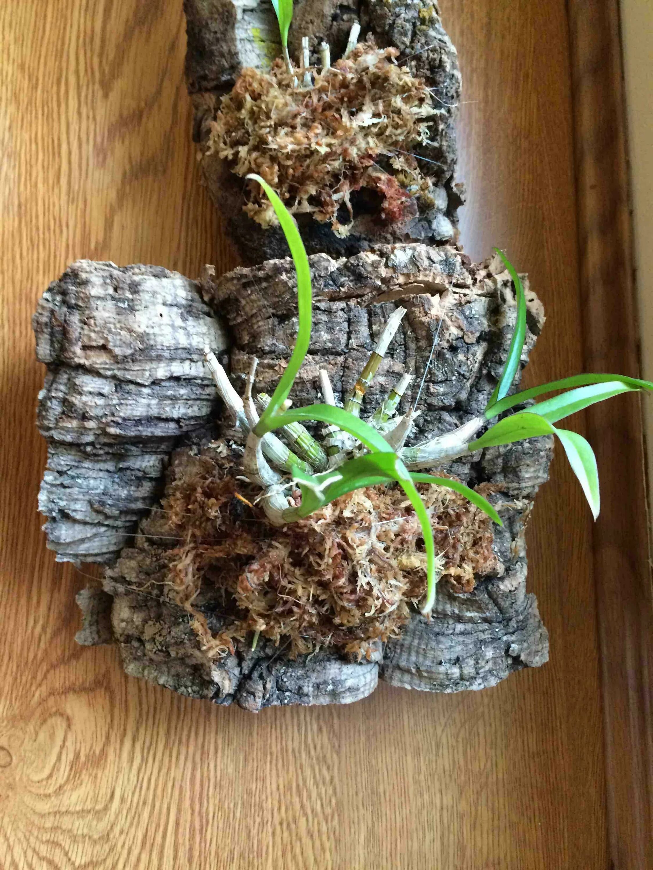 Посадить корень орхидеи. Растущие корни орхидеи фаленопсис. Орхидея Дендробиум грунт. Орхидея Дендробиум фаленопсис. Орхидея Дендробиум субстрат.