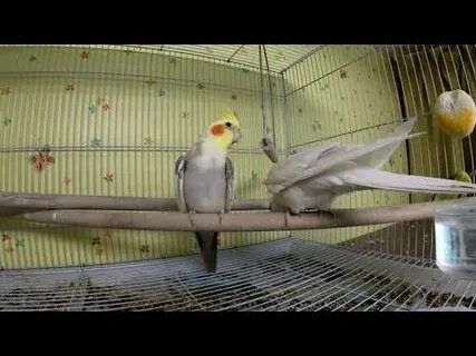 Корелла поет пианино
