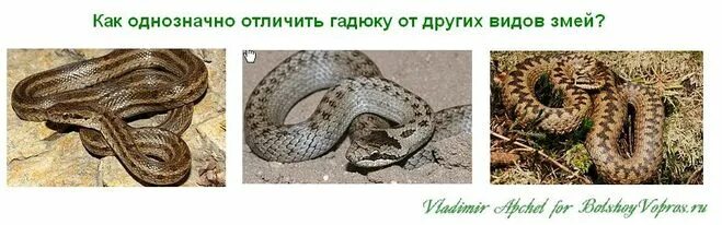 Гадюка полоз уж. Хвост гадюки и ужа. Чешуя ужа обыкновенного. Отличить медянку от гадюки. Гадюка обыкновенная и уж обыкновенный.