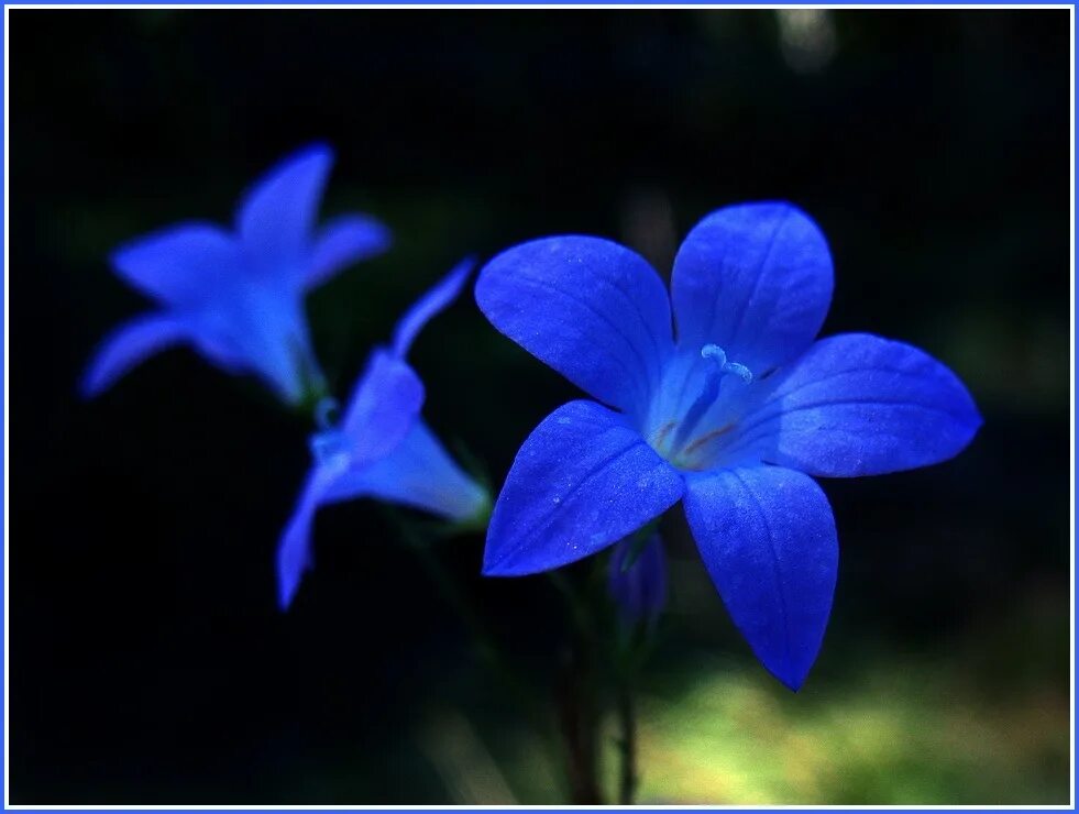 1 часть синий. Цветок. Синий цветок пять лепестков. Синий цвет. Цветы синие заостренные.