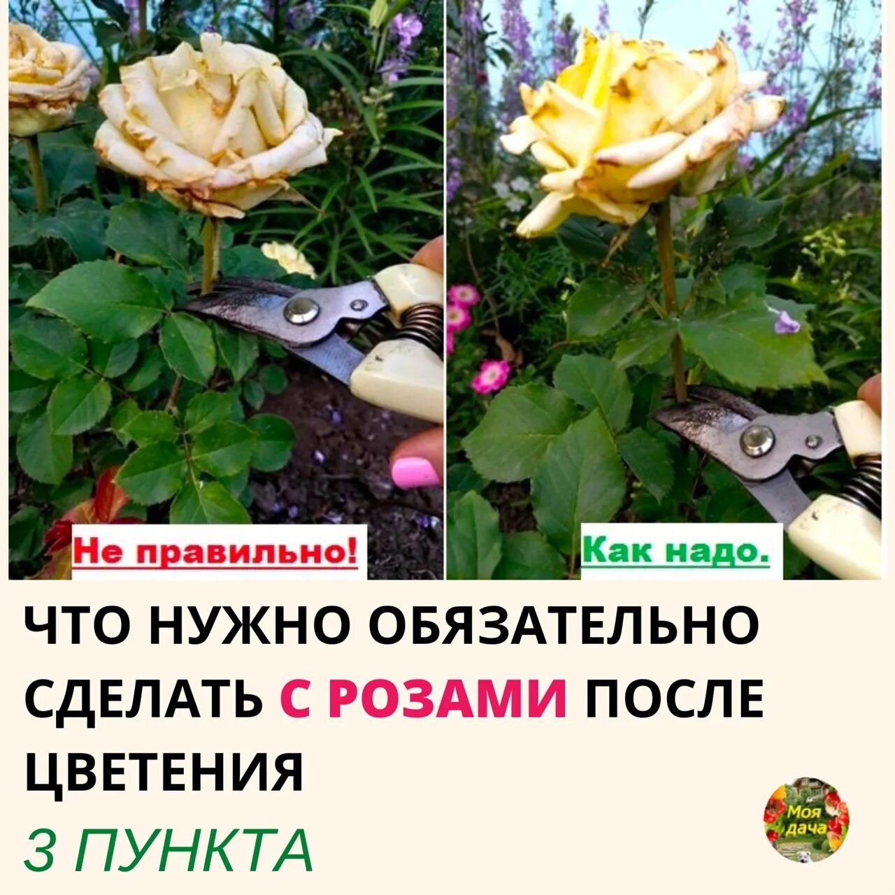 Обрезать бутоны роз. Обрезка чайно-гибридных роз. Отцветшие розы.