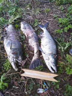 В реке амур шла кета на берег