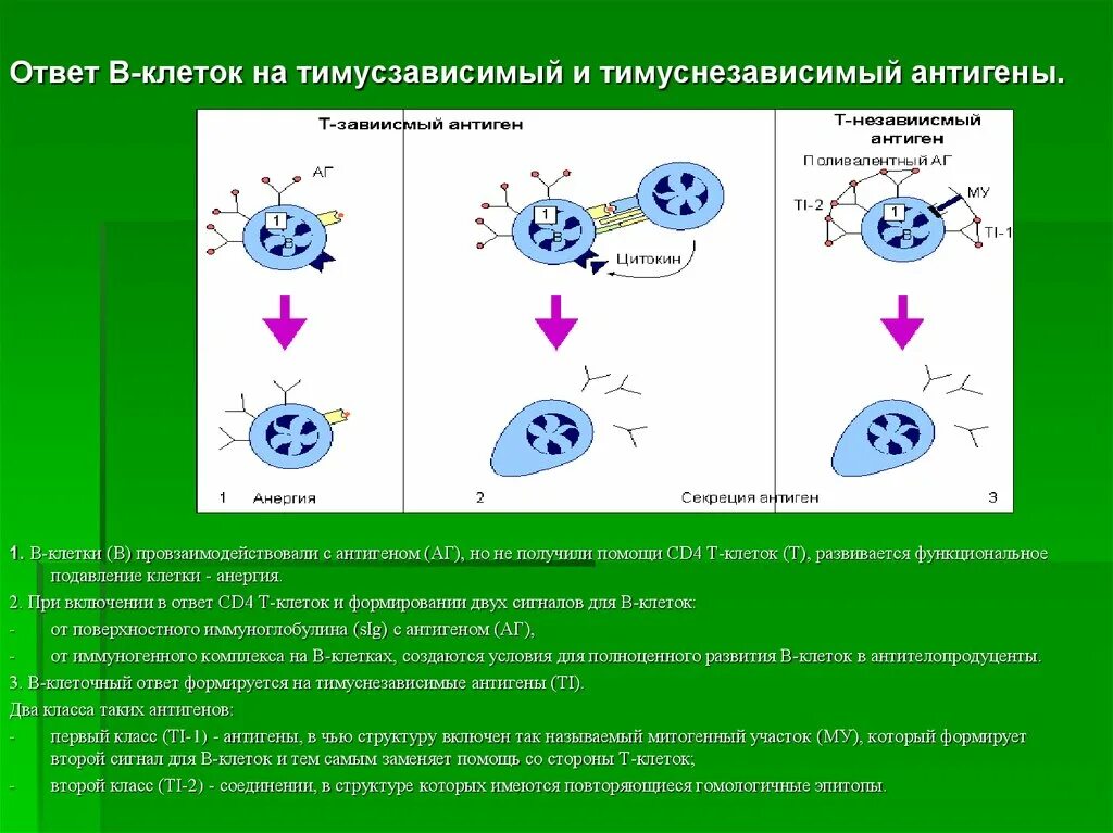 Т зависимые. Гуморальный иммунный ответ на тимуснезависимые антигены. Иммунный ответ гуморальный на т-независимый антиген. Т-зависимые и т-независимые антигены. Схема гуморального иммунного ответа на тимуснезависимые антиген.