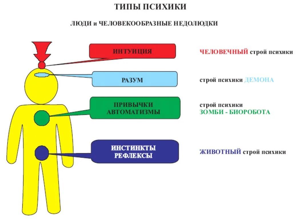 Что определяет ум человека. Типы строя психики. Типы психики КОБ. Строй психики человека. Типы строя психики человека.