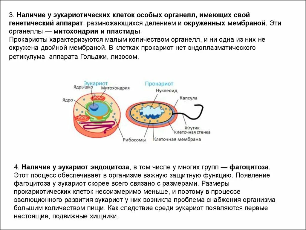 Эукариот и прокариот строение генетического аппарата. Клеточные структуры прокариоты и эукариоты. Характеристика наследственного аппарата эукариот. Строение клетки эукариот кратко. Мембраны клеток эукариот