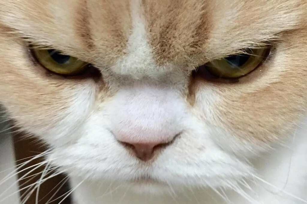 Сон злые коты