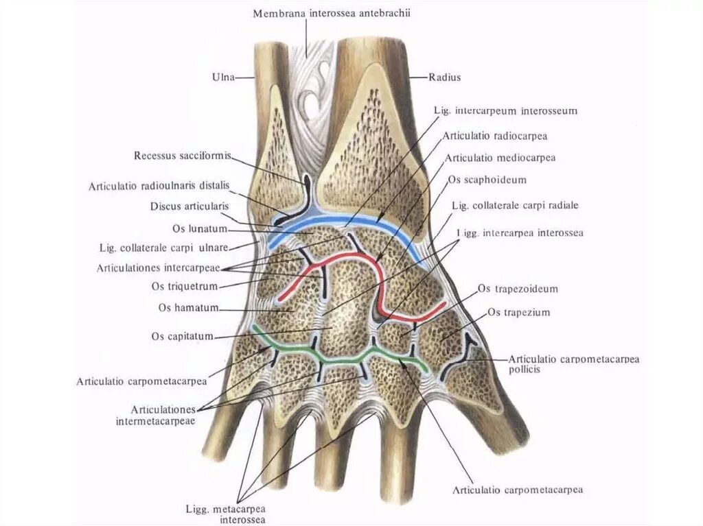 Связки лучезапястного сустава анатомия. Анатомия костей лучезапястного сустава. Локтевой и лучезапястный сустав анатомия. Суставы лучезапястного сустава анатомия. Поверхность запястья