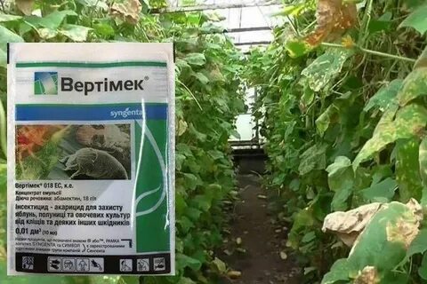 Препарат от клещей огурцов