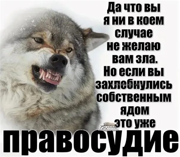 Запах врагу не пожелаешь 5 букв. Захлебнитесь своей желчью. Не захлебнись желчью. Желаю вам зла. Захлебнитесь своим ядом.