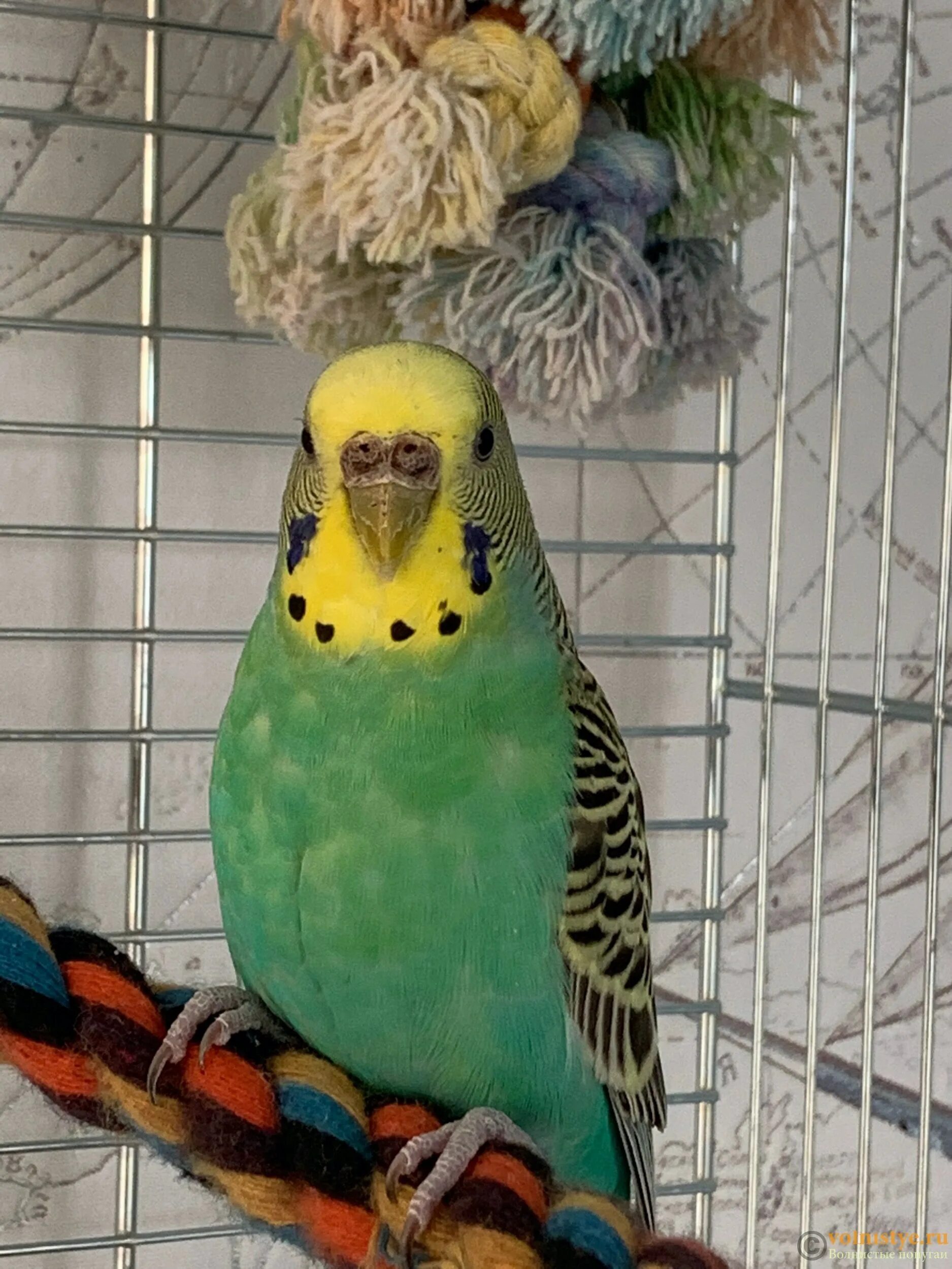 Попугай сергиев посад. Коричневый волнистый попугай. Коричневый волнистый попугай. Коричневый волнистый попугай. Линька у попугаев волнистых.