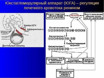 Юга почек