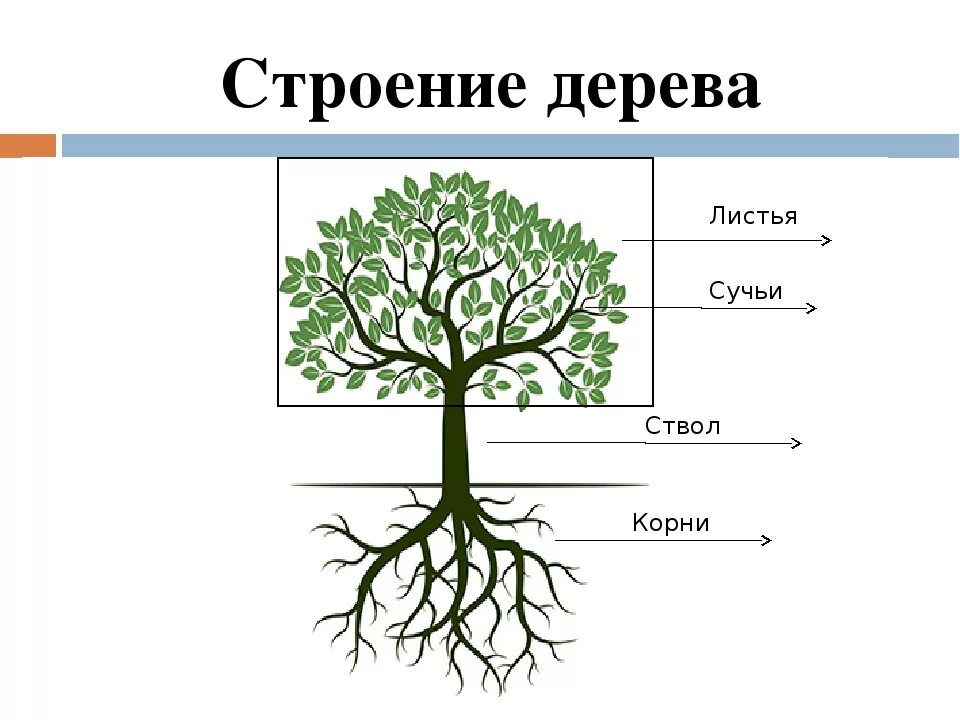 3 корня 1 ствол. Внешнее строение дерева. Строение лиственного дерева схема. Строение ствола схема анатомия. Строение дерева для детей.