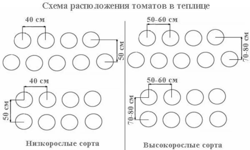 Через какое расстояние сажать помидоры в теплице. Посадка помидор в теплице схема посадки. Схема высадки томатов в теплице. Схема посадки помидор в теплице 3х4. Схема посадки помидор в теплице в 1 ряд.