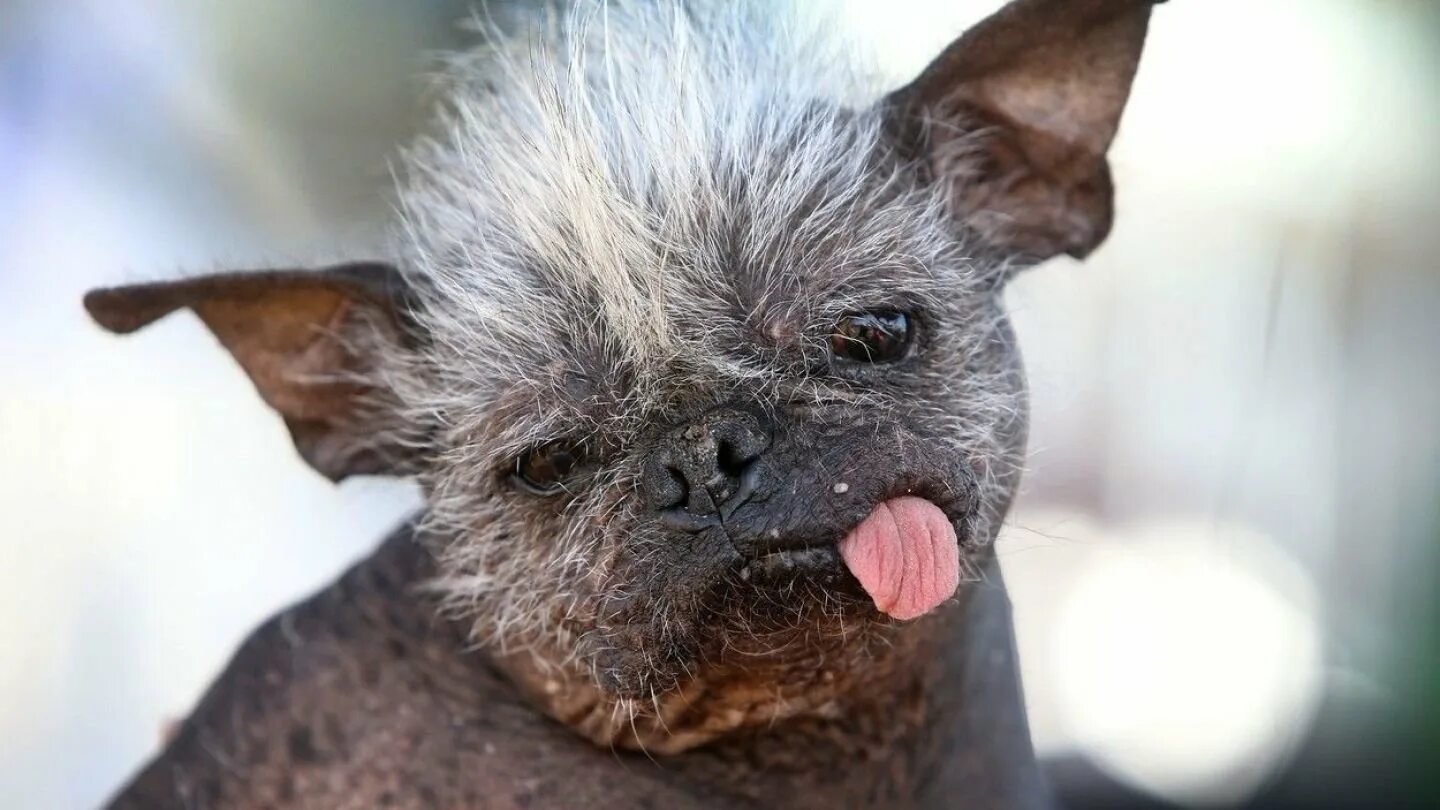 Самая некрасивая собака. Китайская хохлатая собака некрасивая. Китайская хохлатая собака уродливая. Китайская хохлатая уродливая. Конкурс на самую уродливую собаку.