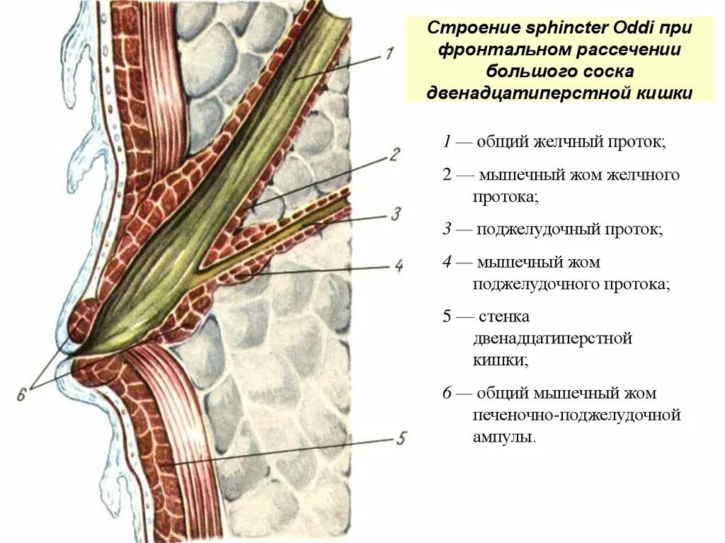 Поджелудочная железа сфинктер Одди. Строение желчного сфинктер Одди. Малый сосочек двенадцатиперстной кишки сфинктер. Печеночно поджелудочная ампула со сфинктером.