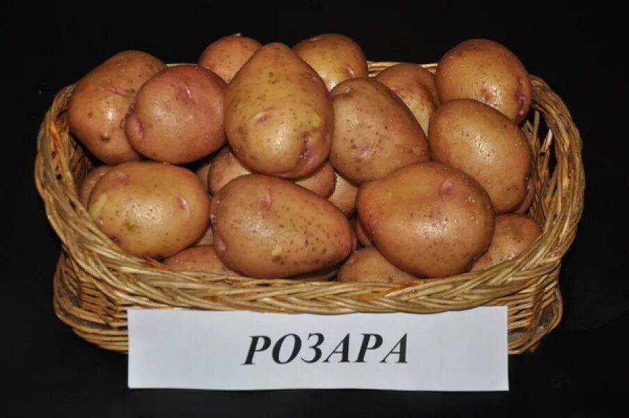 Какие сорта картофеля развариваются. Сорт картофеля розара. розара элита картофель. сорт картофеля мариэлла. картофель сорт розария.