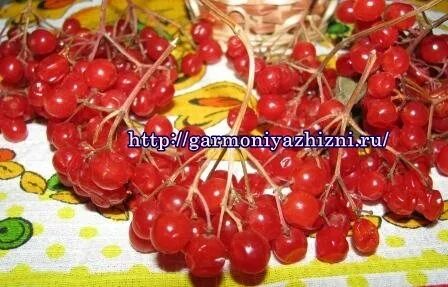 Как правильно приготовить калину