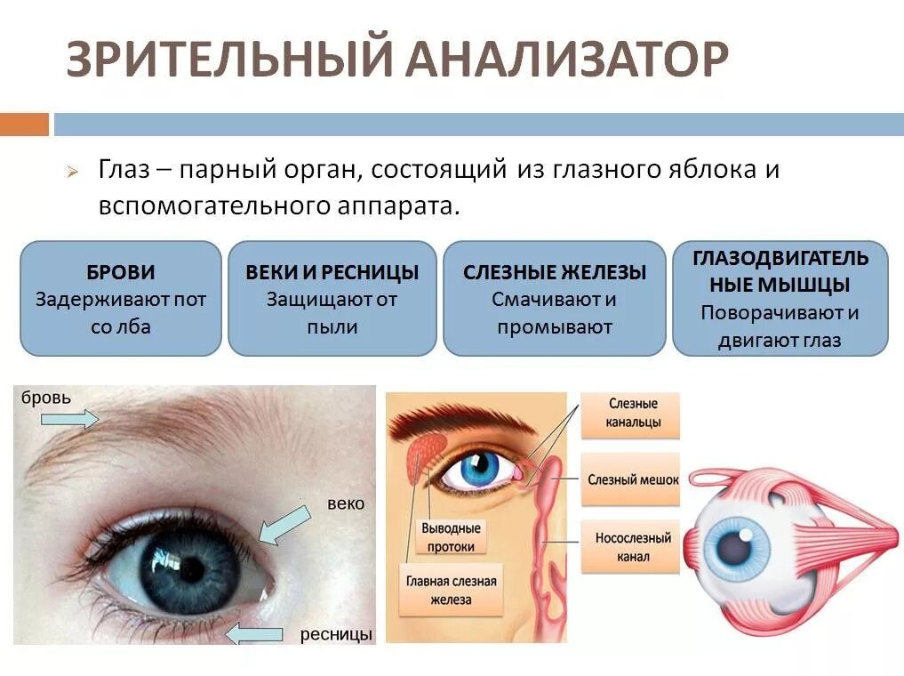 Функции элементов глаза. Вспомогательный аппарат глаза. Слезный аппарат глаза.. Вспомогательные аппарат глаза, мышцы, слёзный аппарат. Вспомогательный аппарат глаза защитный аппарат таблица. Структуру глазного яблока и вспомогательного аппарата глаза.