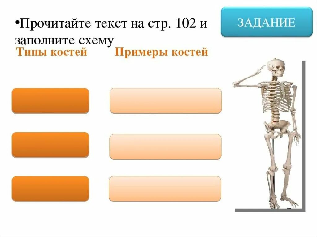 На уроке биологии костя. Аппарат опоры и движения типы костей. Задачи с костями человека. Схема системы опоры и движения. Кости скелета делятся на 2 группы.