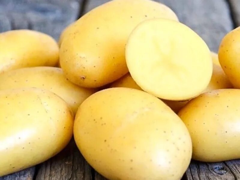 Ривьера сорт картофеля. Ривьера сорт картофеля. Ривьера сорт картофеля. Ривьера сорт картофеля. Картошка сорт ривьера.