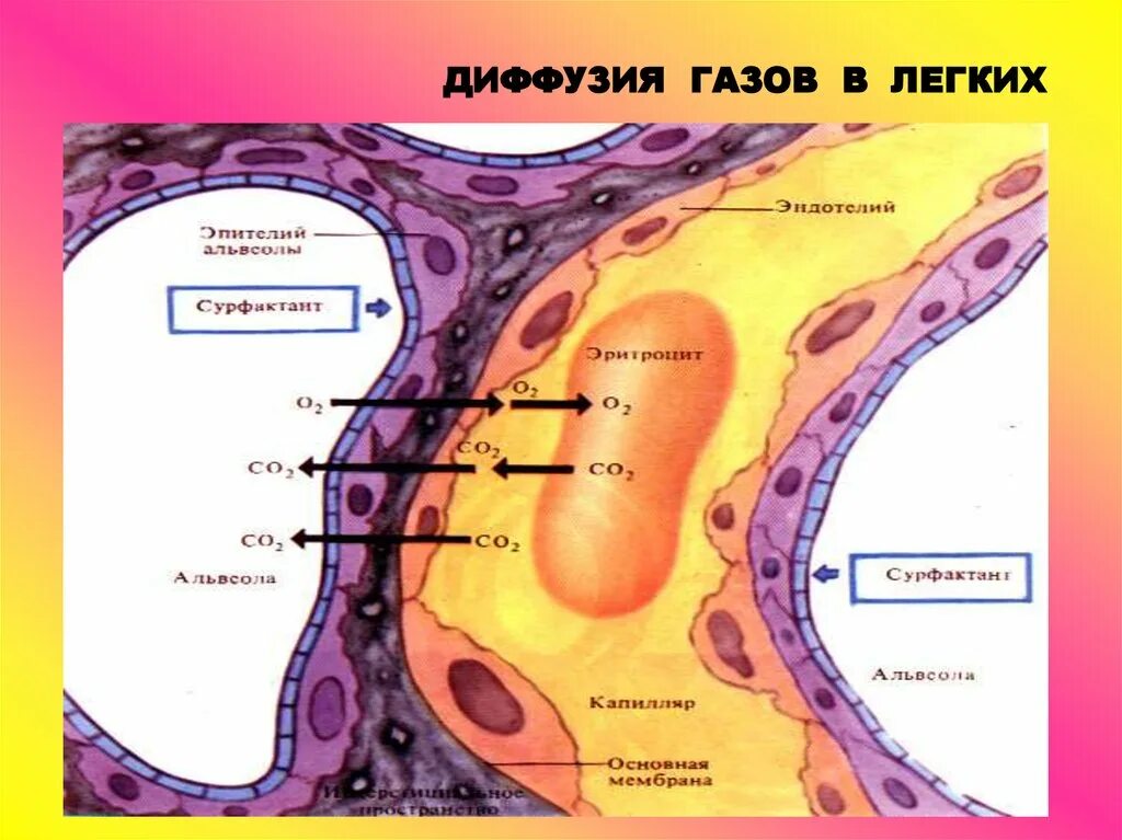 При диффузии газов в легких происходит. Схема диффузии газов через мембрану альвеолы. Диффузия газов в лёгких это. Диффузия газов в альвеолах. Схема диффузии газов в легких.