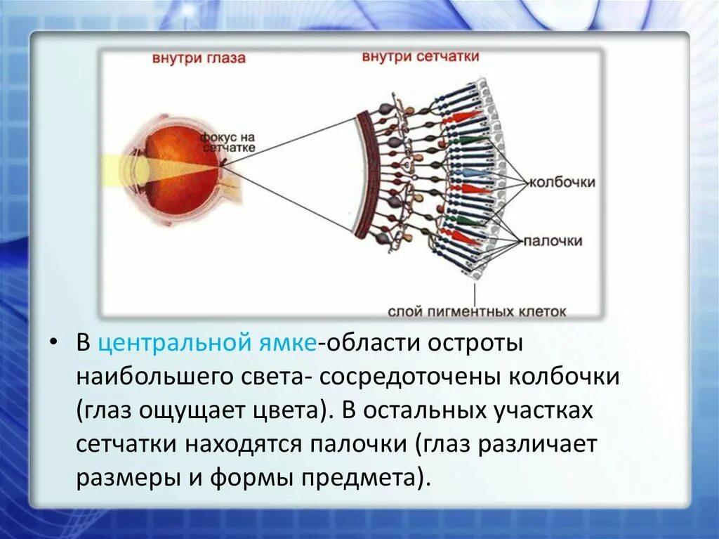 Палочки и колбочки сетчатки. Чувствительны колбочки сетчатки?. Строение глаза колбочки и палочки. К какому цвету чувствительны колбочки сетчатки глаза. 4 колбочки зрение