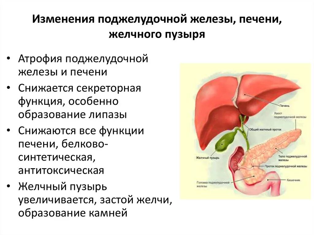 Тяжесть в желчном пузыре. Изменения поджелудочной железы. Желчный пузырь и поджелудочная железа. Печень поджелудочная железа желчный пузырь. Возрастные изменения поджелудочной железы.