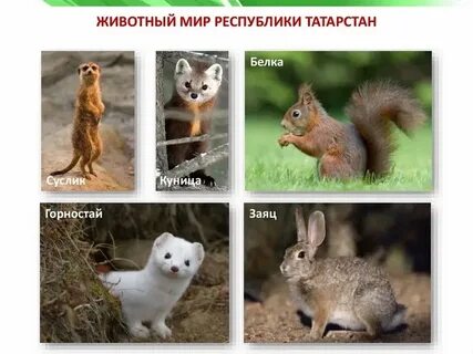 Животные занесенные в красную книгу республики татарстан