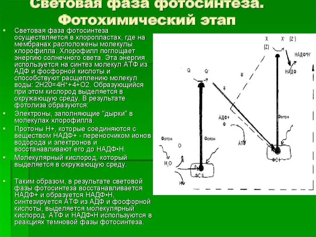 Световая фаза. Световая стадия фотосинтеза. Молекулярный кислород образуется. Фотохимический этап фотосинтеза. В световой фазе фотосинтеза используется