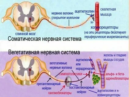 Преганглионарные волокна спинного мозга образованы