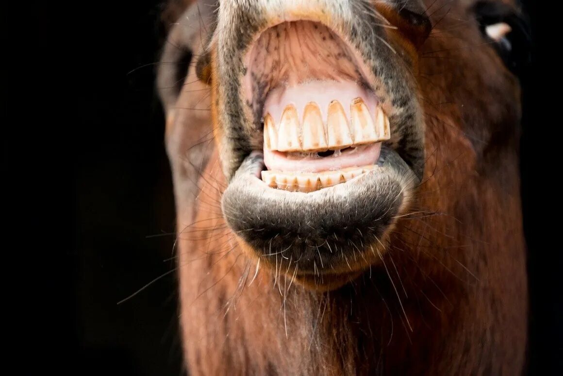 Конь показывает зубы.