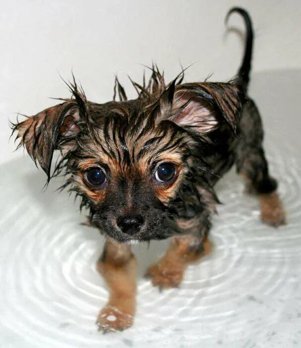 Мокрый щенок. Мокрая псина. Мокрый щенок. Мальтийская болонка мокрая. Мокрый щенок.