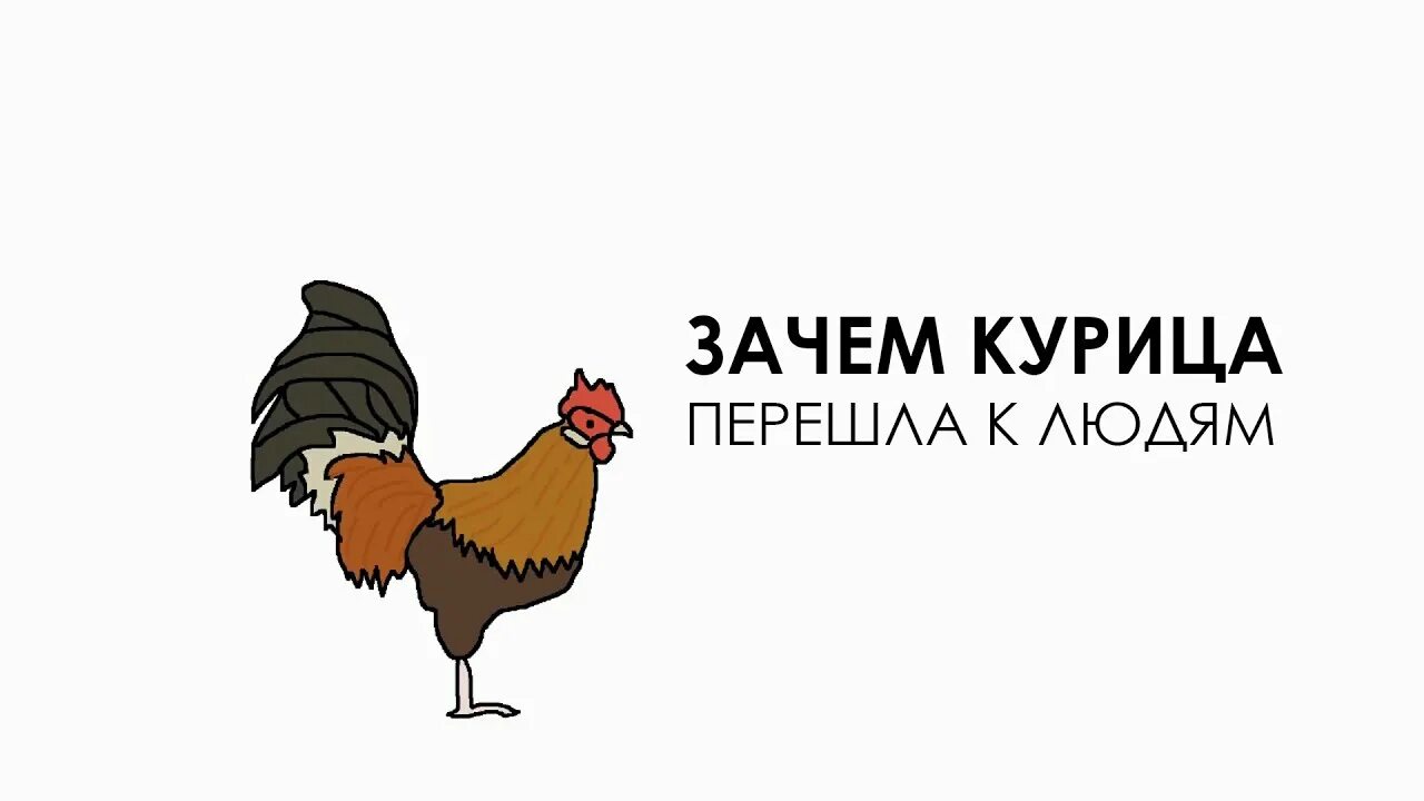 Зачем курица перешла. Зачем курица перешла дорогу. курица переходит дорогу. зачем курица перешла дорогу анекдот. почему курица перешла дорогу шутка.