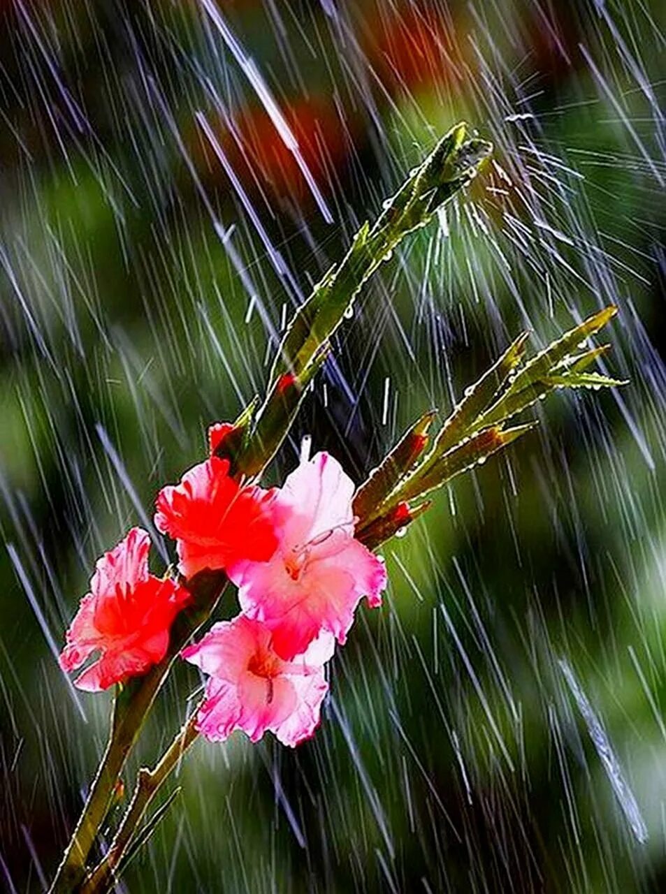 Бесплатные дождливые открытки. Цветы дождя. Цветы под дождем. Дождливое утро. Дождик и цветы.