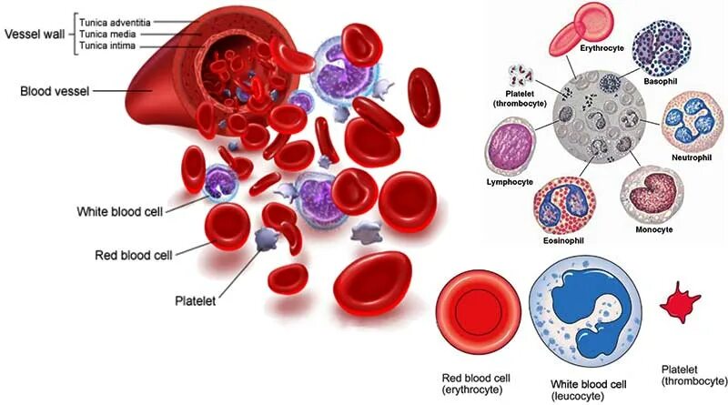 Blood structure. Functions of Blood. Blood components. Физиология человека кровь человека.