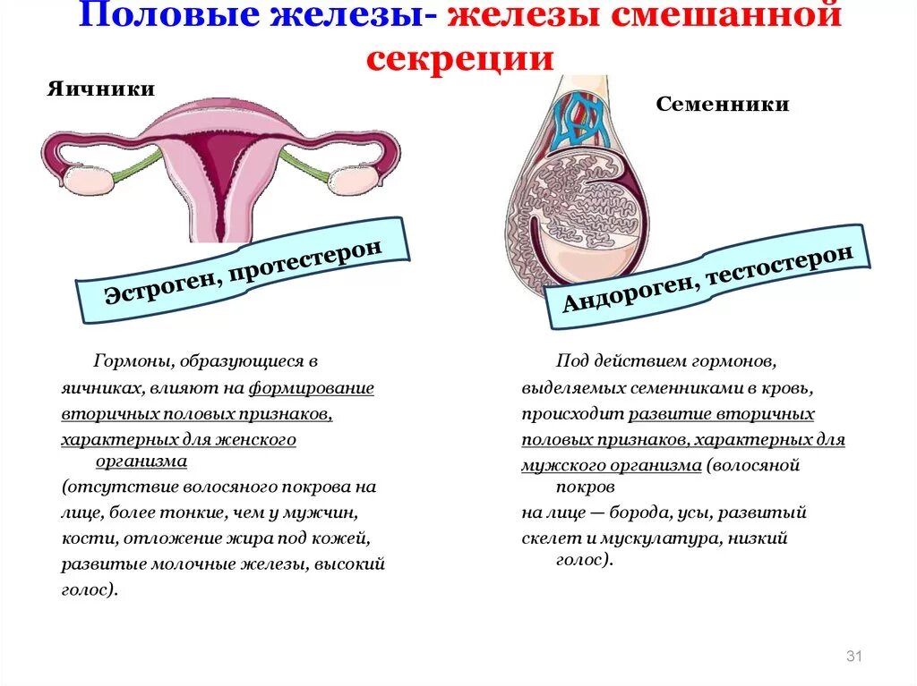 Яичники железы смешанной секреции. Железы со смешанной функцией. Эндокринная функция надпочечников и половых желез. Железы ссашенной серекци. Эндокринная система железы смешанной секреции.