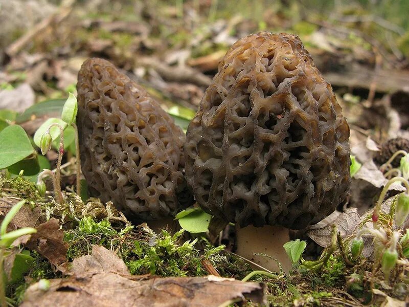 Сморчки грибы. Сморчок съедобный (morchella esculenta). Сморчок луговой. Сморчки грибы. Крымский луговой сморчок.