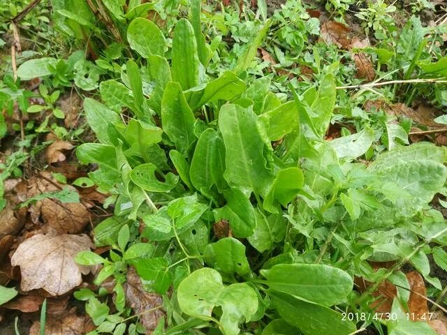 шиповник терновник. шиповник лесной кустарник. щавель лесной уральский. кислый щавель лесная чаща колючий шиповник березовая. кислый щавель лесная чаща колючий шиповник березовая.