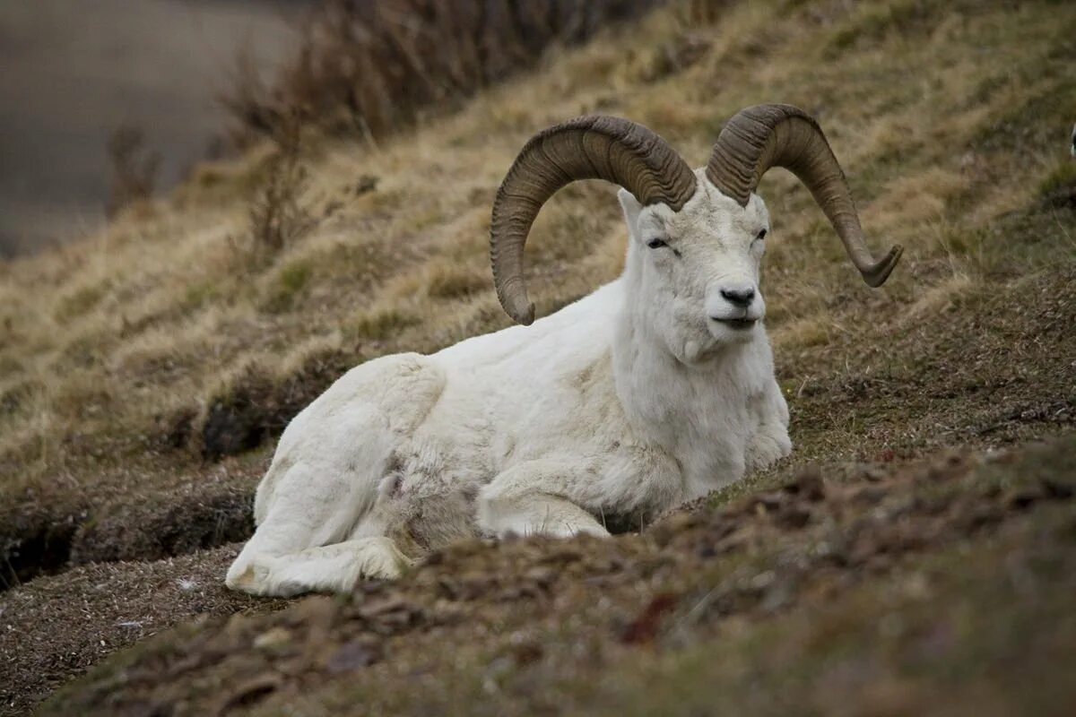 Ovis ii