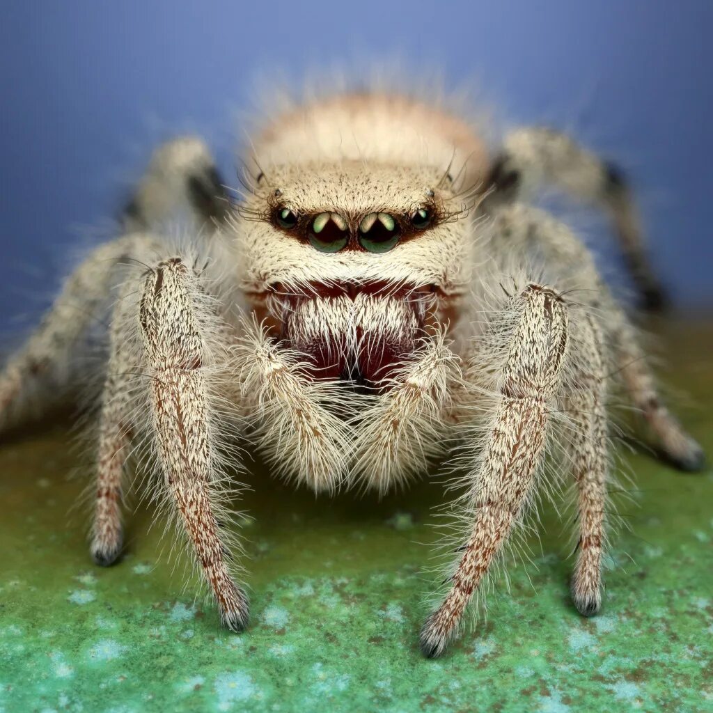The Lil Fluffy Yeti Spider
