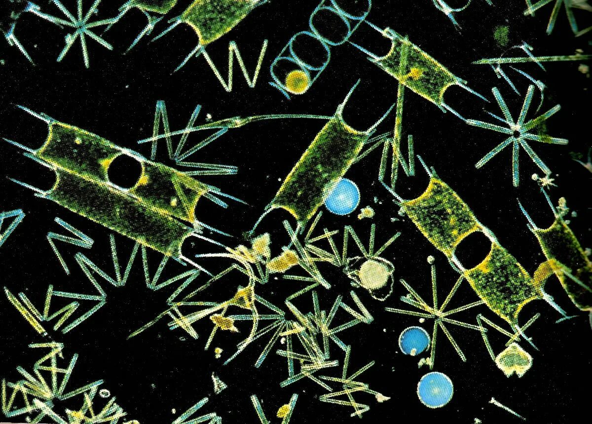 Что ученые называют фитопланктоном дайте определение. Фитопланктон диатомовые. Планктонные водоросли фитопланктон. Фитопланктон нанопланктон зоопланктон. Диатомовые водоросли водоросли фитопланктона.