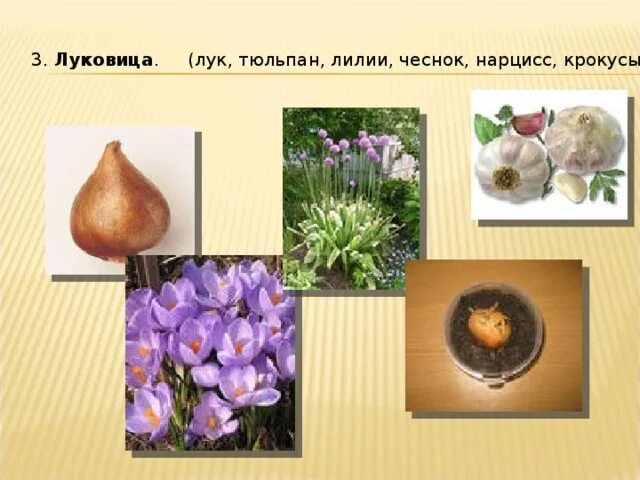 Способы вегетативного размножения растений