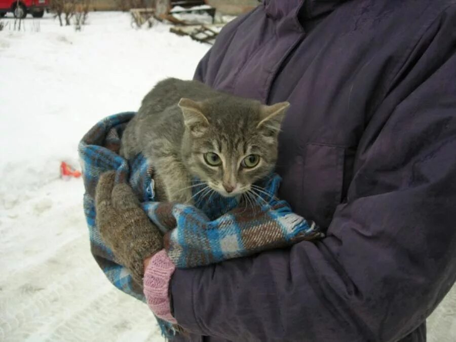 Помогли кошкам. Бездомные кошки зимой. Животные на улице зимой. Бездомный котенок зима. Бездомный котенок зимой.