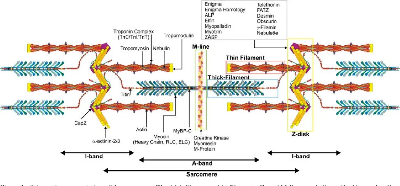 Белки саркомера. Саркомер промежуточные филаменты. Саркомер строение. Саркомер титин.