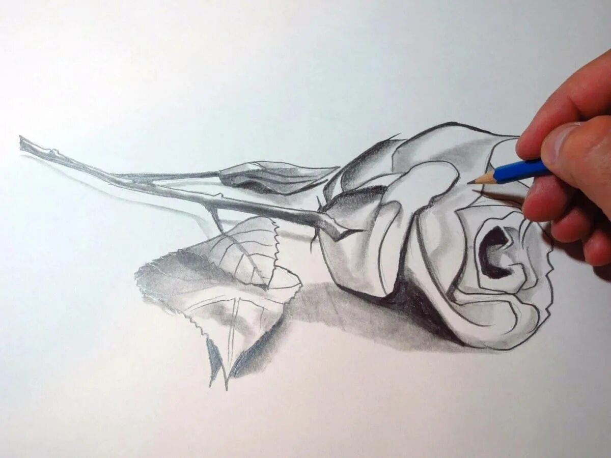 Draw images
